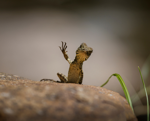 Trevor Rix Waving Dragon