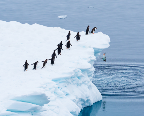 Martin Schmid Queueing for the polar plunge
