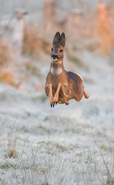 Jeremy Duvekot Happy deer